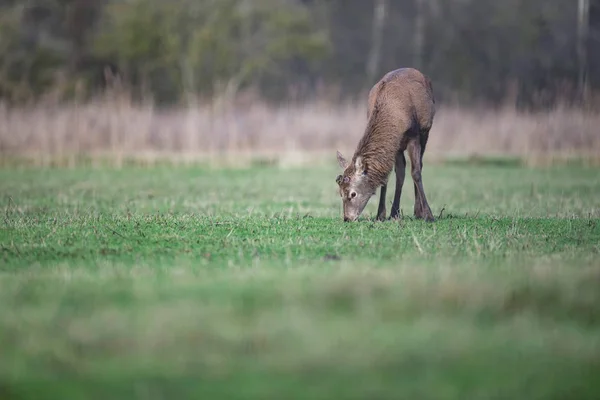 Kızıl geyik geyik otlatma — Stok fotoğraf