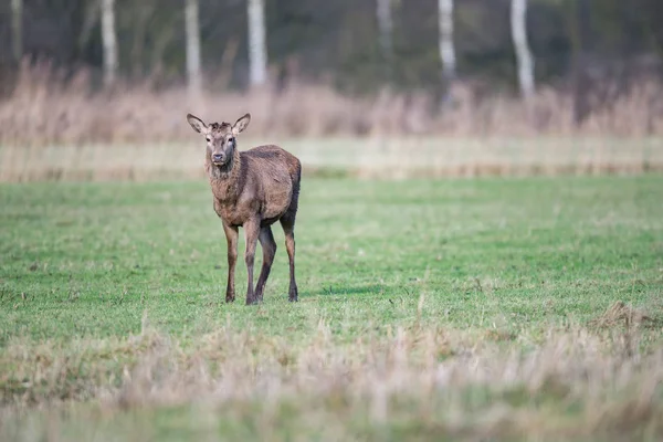 Red deer hert op weide — Stockfoto