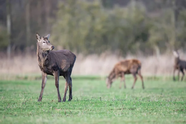 Red deer stag på äng — Stockfoto