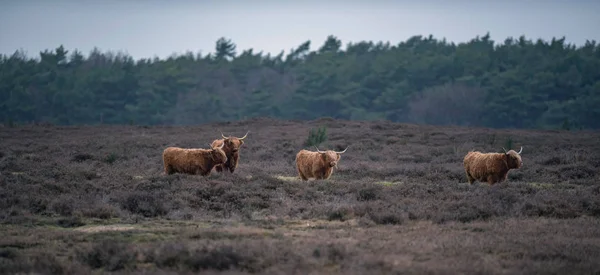 Group of highland cattle — Stock Photo, Image