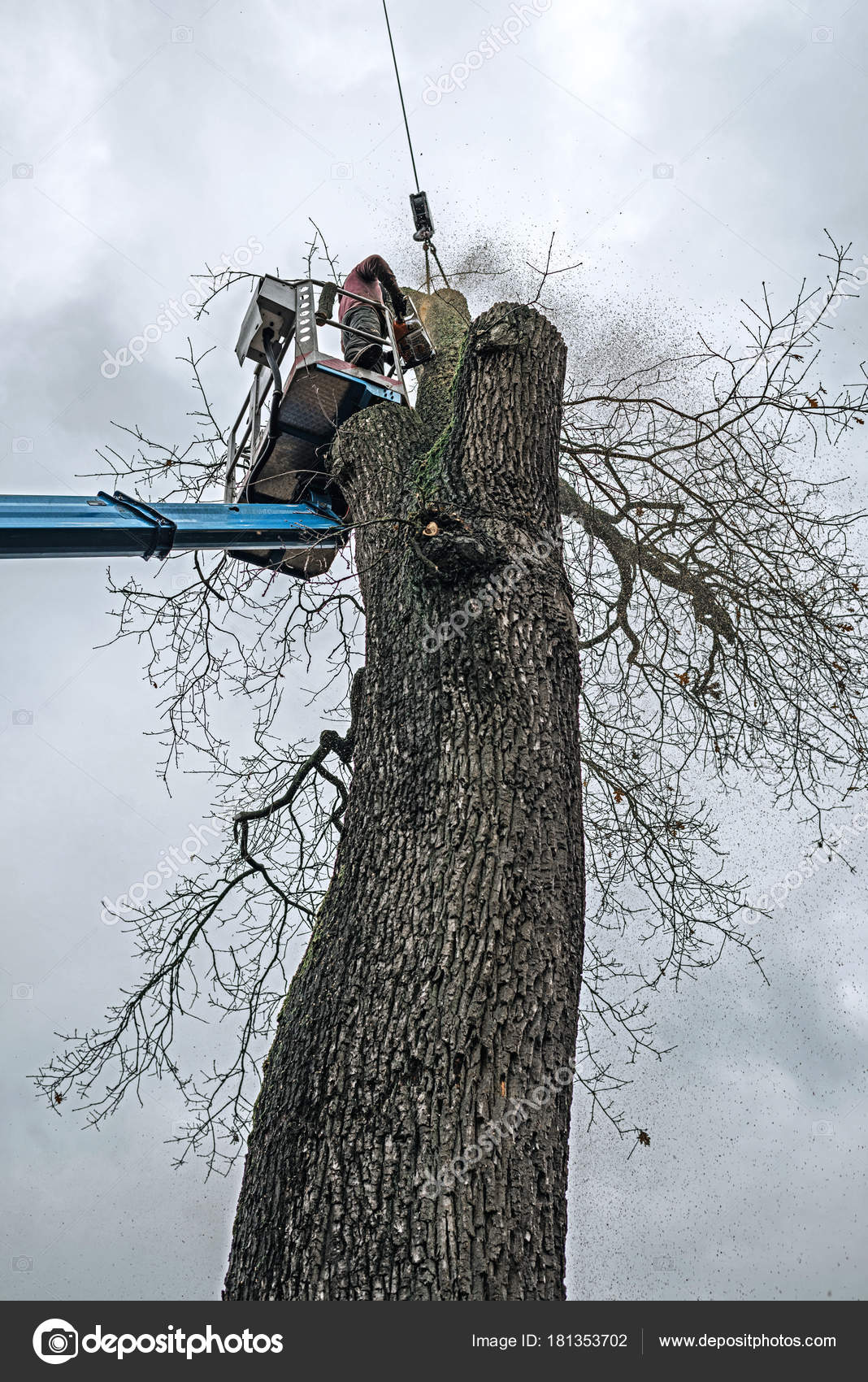 Arborist in platform cutting oak — Stock Photo © ysbrand 181353702