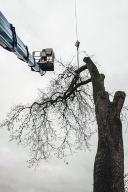Arborist kesme eski meşe