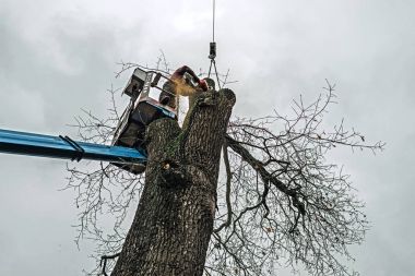 Arborist platformu kesme meşe 