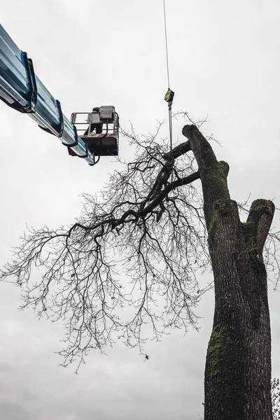 Arborist skärande gammal ek — Stockfoto