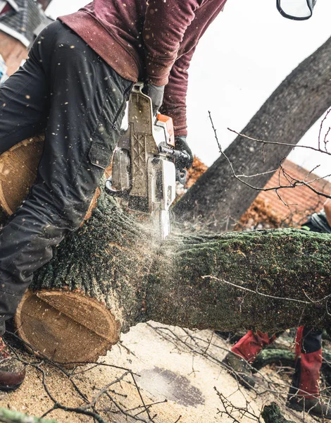 Arborist chainsawing pieces of wood of — Stock Photo, Image