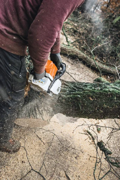 나무의 arborist chainsawing 조각 — 스톡 사진