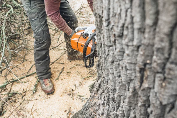 Arborist with chainsaw cutting  tree — Stock Photo, Image