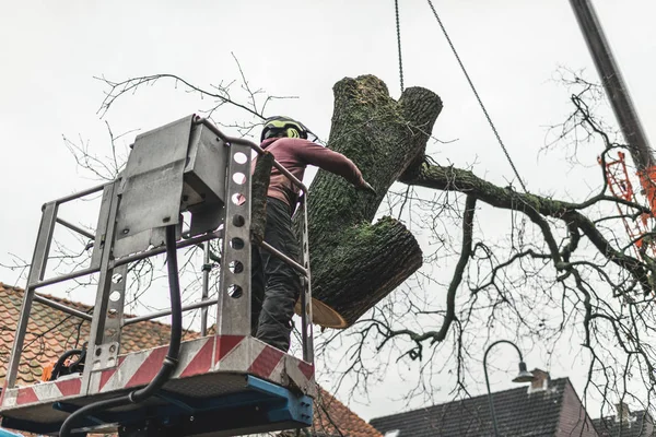 Man putting tree in right direction 