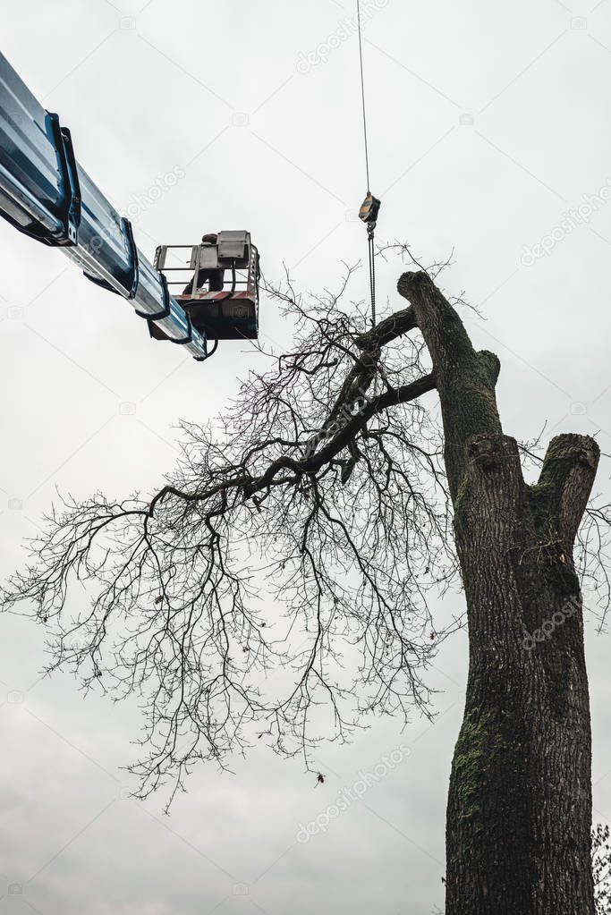 Arborist cutting old oak