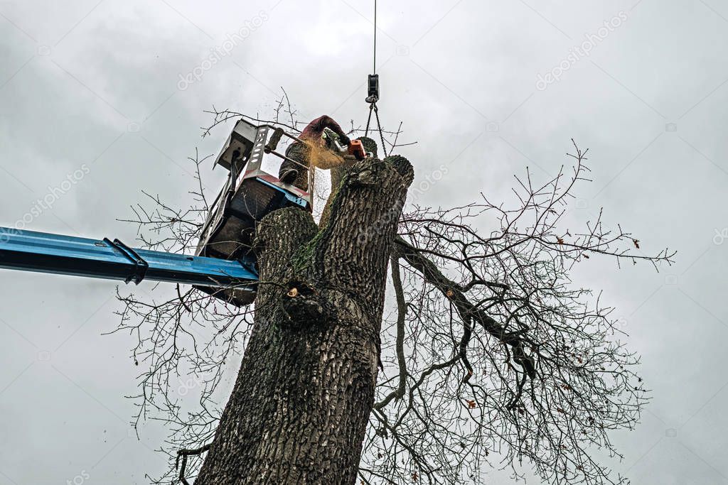 Arborist in platform cutting oak 