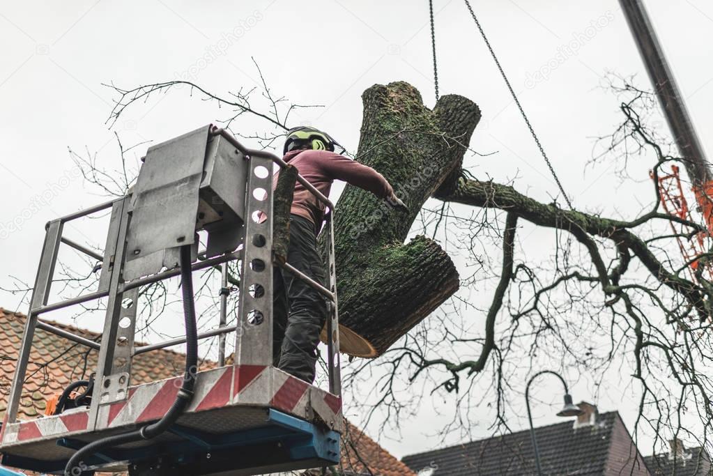 Man putting tree in right direction
