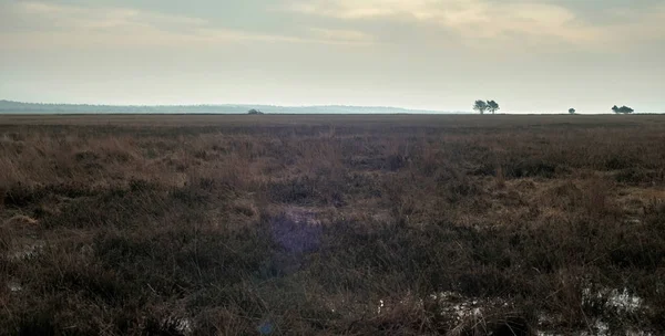 Pátria do inverno com árvores — Fotografia de Stock