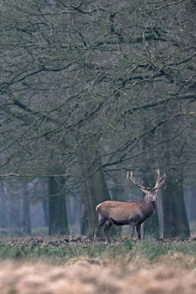 Herten staande aan rand van bos — Stockfoto