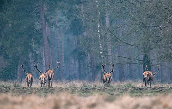 Grup geyik ormana yürüyüş — Stok fotoğraf