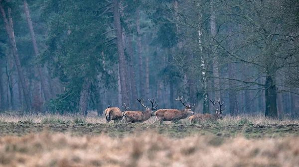 Grupa jeleni, chodzenie do lasu — Zdjęcie stockowe