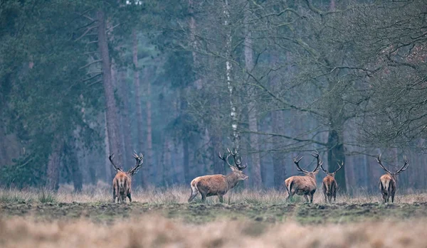 Groupe de cerfs marchant dans la forêt — Photo