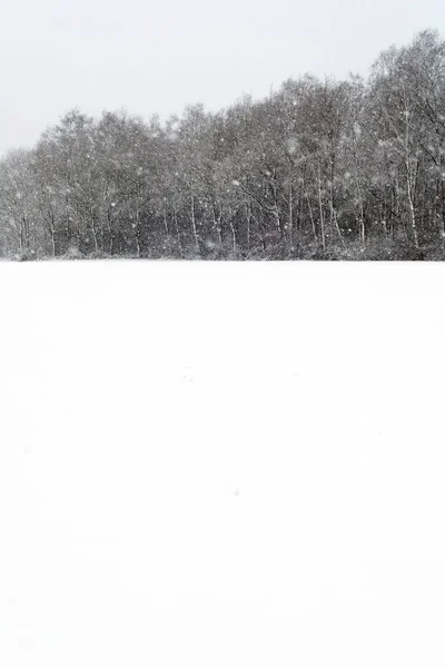 Árvores e prados cobertos de neve — Fotografia de Stock