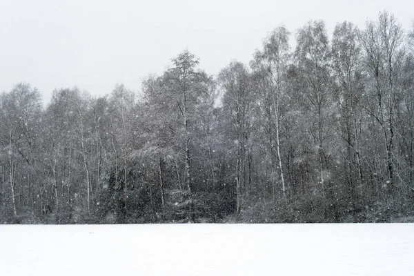 Stromy a louka pod sněhem — Stock fotografie