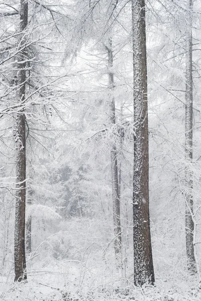 Bílé stromy v zimě lese — Stock fotografie