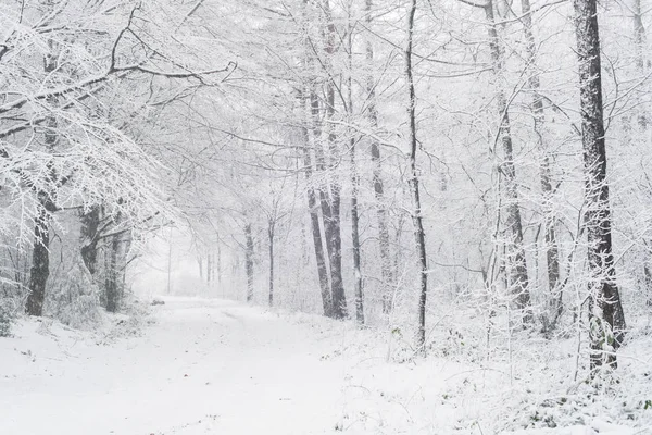 Caminho na floresta de inverno — Fotografia de Stock