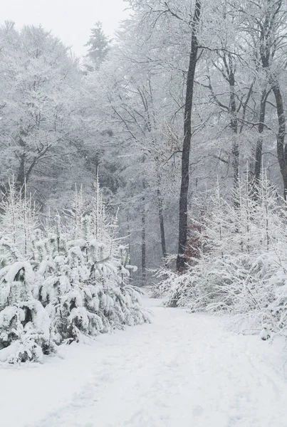 Caminho na floresta de inverno — Fotografia de Stock