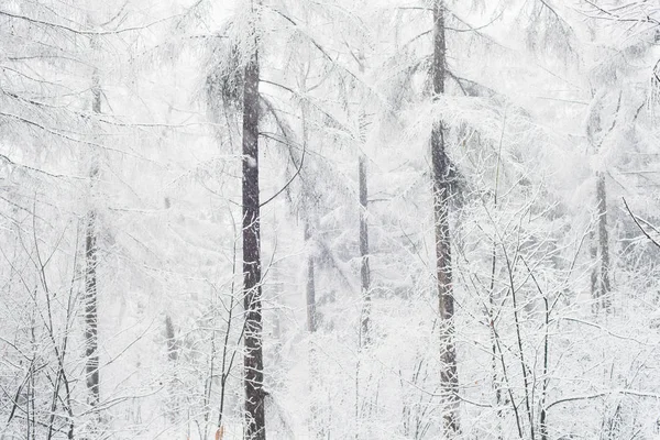 Pinos en el bosque de invierno — Foto de Stock
