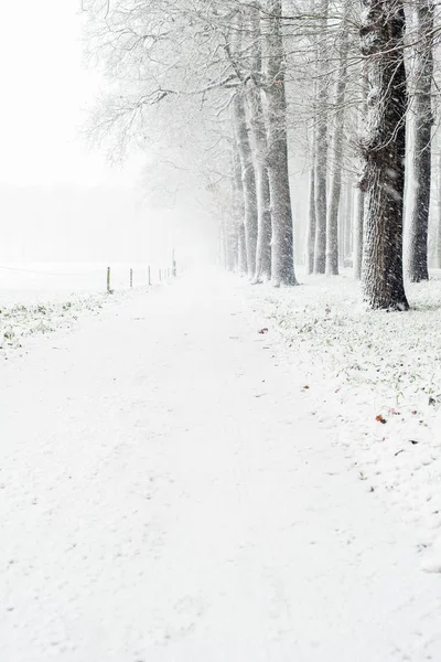 Pěšiny lemované stromy pod sněhem — Stock fotografie