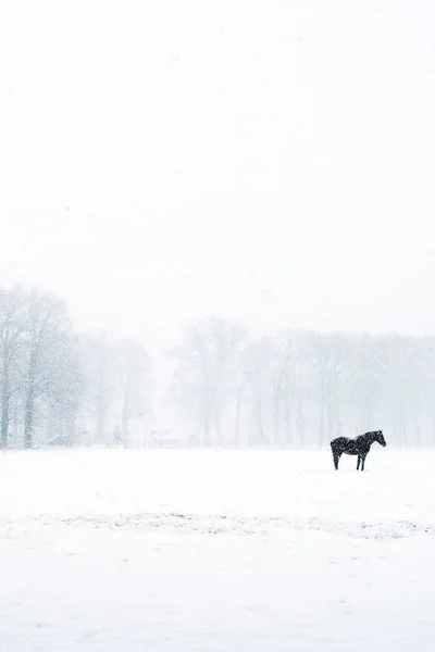 Solitary black horse — Stock Photo, Image