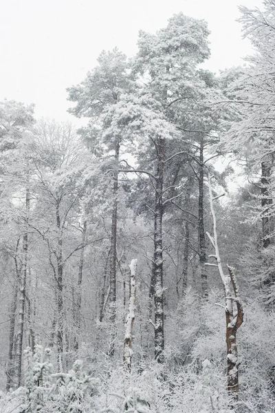 Pinos en el bosque de invierno —  Fotos de Stock