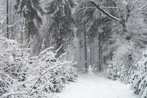 Camino en el bosque de pinos de invierno — Foto de Stock