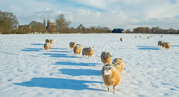 Troupeau de moutons à la campagne — Photo