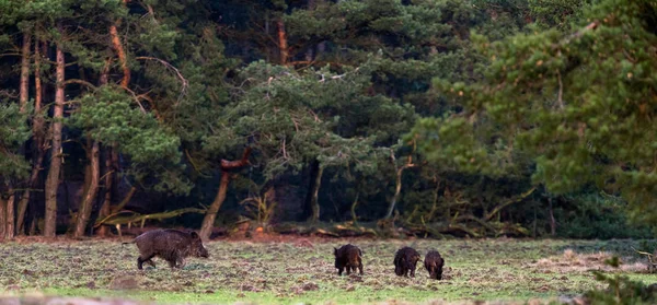 Zwijn met kleintjes op weide — Stockfoto