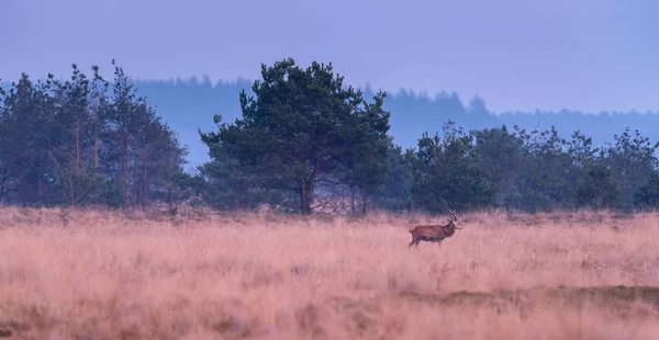 Eenzame herten wandelingen in geel gras — Stockfoto