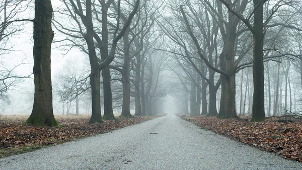 Vicolo nebbioso nella foresta invernale — Foto Stock