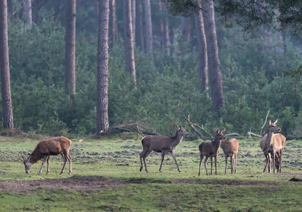 Jeleń stojący na polanie leśnej — Zdjęcie stockowe