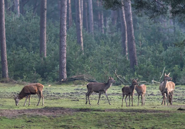 Veado em pé no prado da floresta — Fotografia de Stock