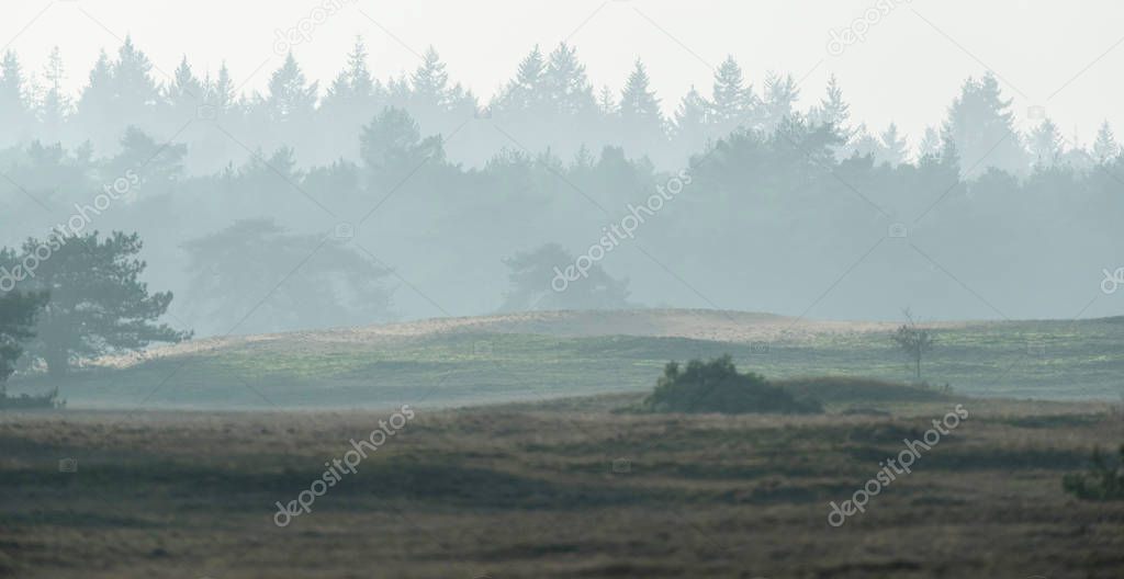 Hilly misty landscape 