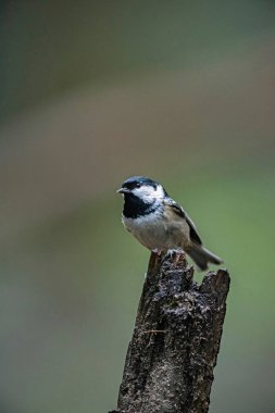 Marsh baştankara üzerinde ağaç kütüğü