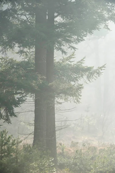 Grande abeto na floresta nebulosa — Fotografia de Stock