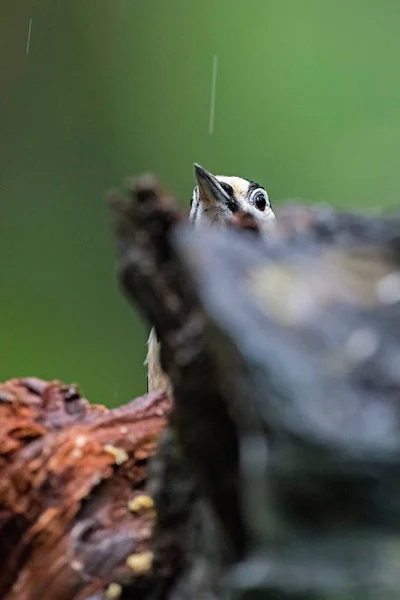 大斑点啄木鸟 — 图库照片