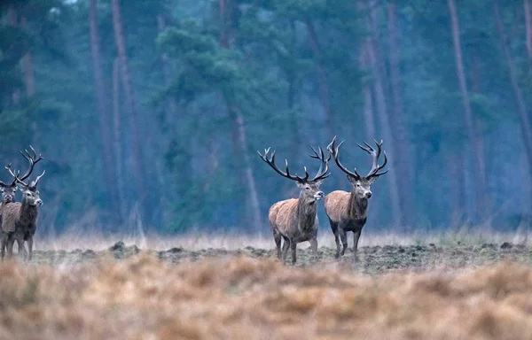 Grupa Jeleń jelenie — Zdjęcie stockowe