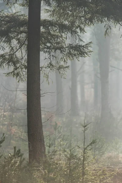 Μεγάλο έλατο στο ομιχλώδες δάσος — Φωτογραφία Αρχείου