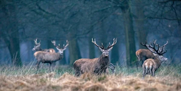 Deer in high yellow grass — Stock Photo, Image