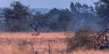 yüksek sarı otların arasında geyik yürüyor 