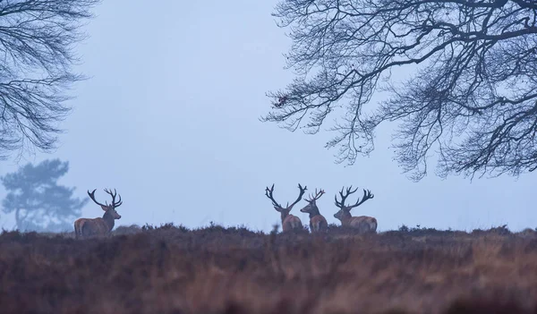 Kızıl geyik geyik kışın — Stok fotoğraf