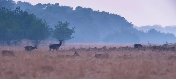 Sarı çim kırmızı geyik sürüsü — Stok fotoğraf