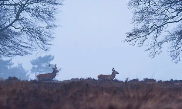 Deux cerfs rouges en hiver — Photo