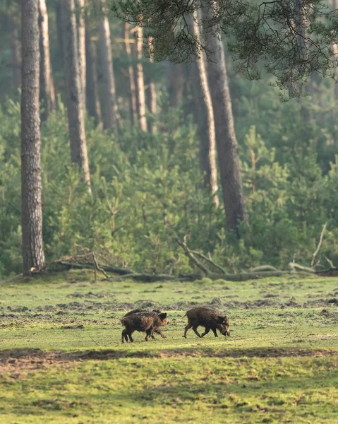 Cinghiale al pascolo sul prato — Foto Stock