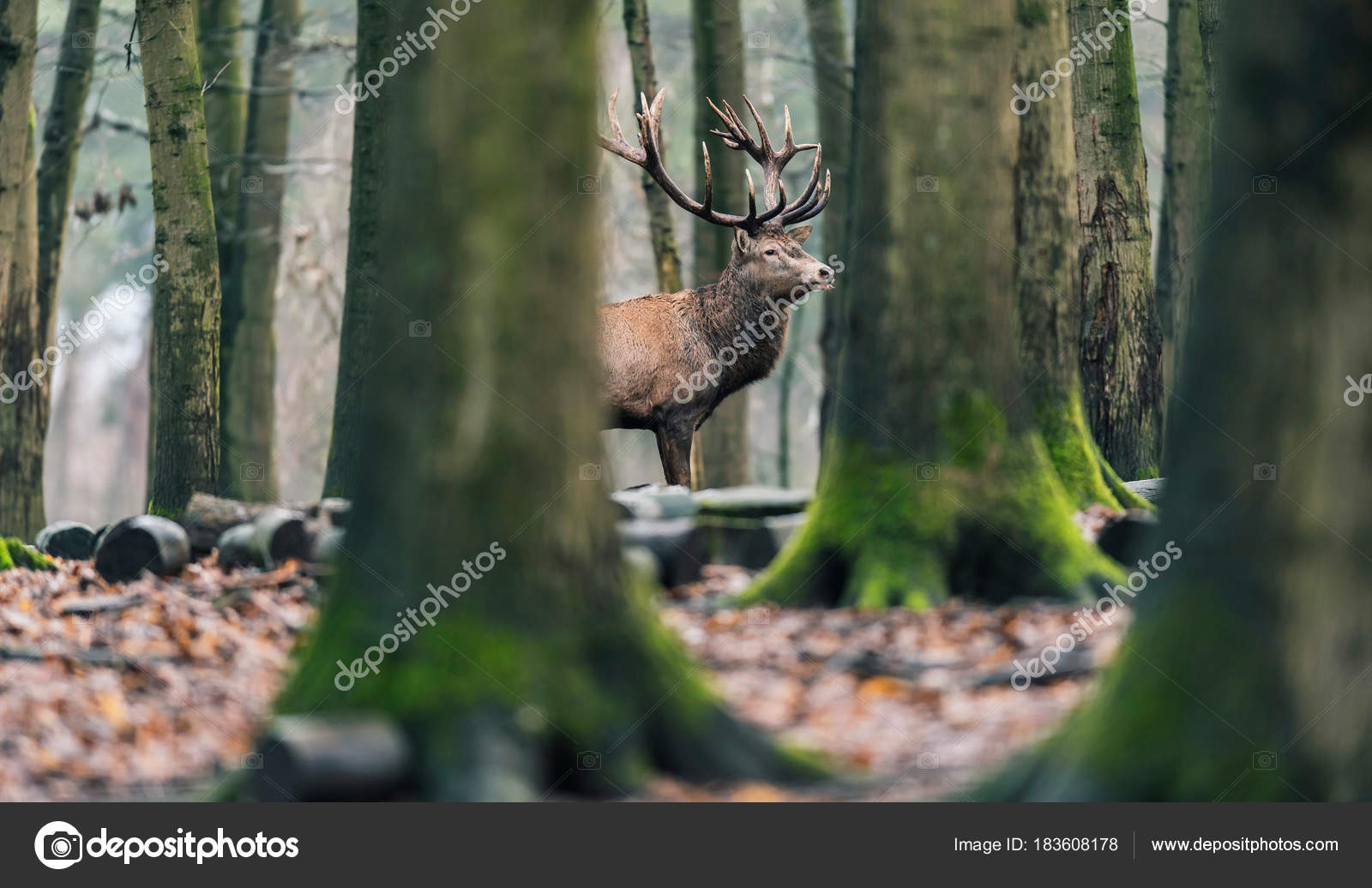 孤红鹿鹿 — 图库照片©ysbrand＃183608178