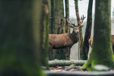 geyik boynuzu üzerinde kahverengi yaprak ile